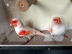 Kleurkanaries te koop, Dieren en Toebehoren, Meerdere dieren, Kleurkanarie