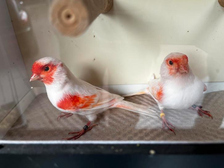 Kleurkanaries te koop, Dieren en Toebehoren, Vogels | Kanaries, Kleurkanarie, Meerdere dieren
