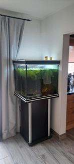 Aquarium à vendre avec armoire et tous les accessoires, Enlèvement