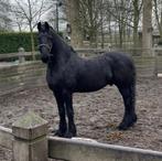 Fries, Gechipt, Ruin, Zadelmak, 170 tot 175 cm