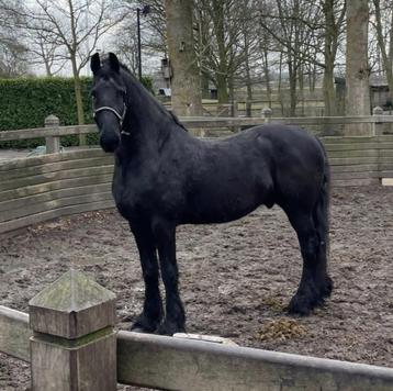 Fries  beschikbaar voor biedingen