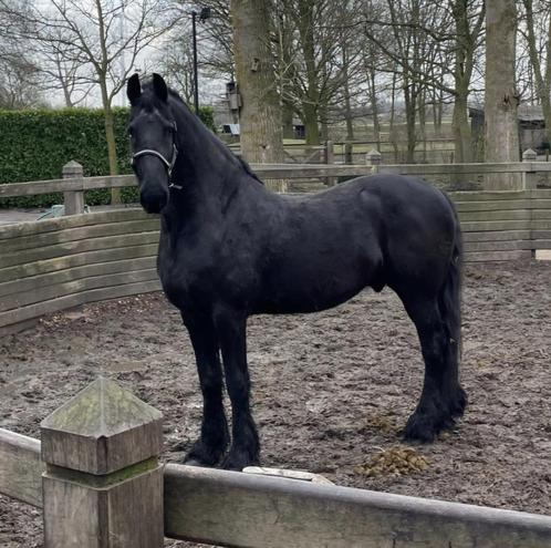 Fries, Dieren en Toebehoren, Paarden, Ruin, Zadelmak, 170 tot 175 cm, 11 jaar of ouder, Tuigpaard, Met stamboom, Gechipt, Ontwormd