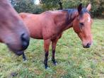 Recreatie  paard, Dieren en Toebehoren, Paarden, Ruin, Zadelmak