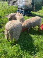 Schapen Rammmen, Mannelijk, Schaap