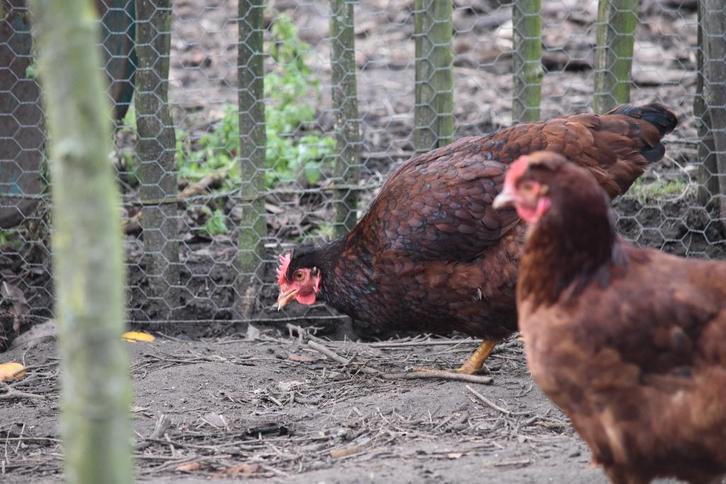 jonge kippen legsoort, Dieren en Toebehoren, Pluimvee