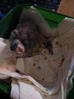 Bonteboer om tam te maken., Dieren en Toebehoren, Pluimvee