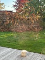 Boom te verzagen  GRATIS, Tuin en Terras, Brandhout, Minder dan 3 m³, Ophalen, Overige houtsoorten, Stammen