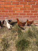 Legkippen, Dieren en Toebehoren, Pluimvee