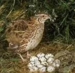 Europese kwartel (hennetje), Dieren en Toebehoren, Geringd