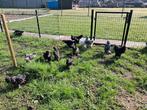 Brahma jonge hanen te koop, Dieren en Toebehoren, Pluimvee