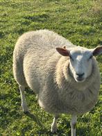 Vrouwlijk, Dieren en Toebehoren, Schapen, Geiten en Varkens