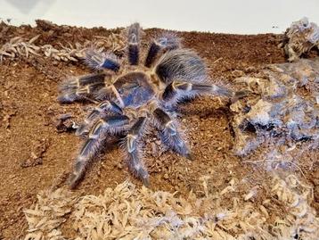 Verschillende spinnen te koop met terrarium  beschikbaar voor biedingen