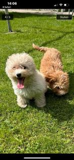 Maltipoo pups