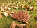tuinbeeld egel , kado, Tuin en Terras, Ophalen of Verzenden, Nieuw, Metaal, Dierenbeeld