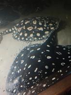 Pure bd potamotrygon vrouw 50 CM disc, Dieren en Toebehoren, Vissen | Aquariumvissen