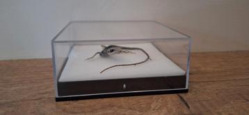 Salamander (opgezet) beschikbaar voor biedingen