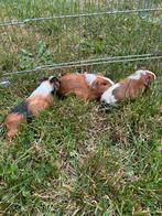 3 jonge cavia zeugjes, Dieren en Toebehoren, Knaagdieren, Cavia, Juni, Vrouwelijk, Tam