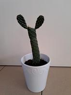 Cactus, Ophalen, Cactus