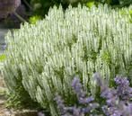 Salvia nemorosa 'Schneehügel', Tuin en Terras, Planten | Tuinplanten, Ophalen, Bodembedekkers, Volle zon, Vaste plant