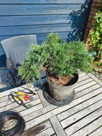 start plant juniperus, Tuin en Terras, Ophalen, In pot