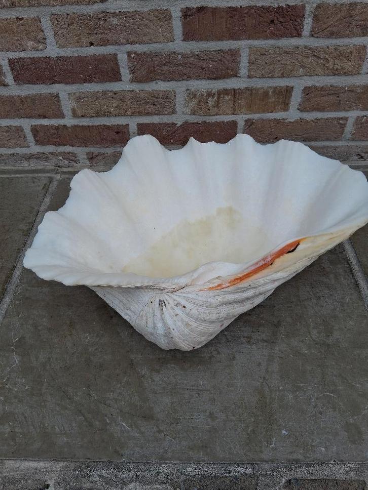 Schelpen, Collections, Minéraux & Fossiles, Coquillage(s), Enlèvement