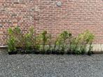 Coniferen, Jardin & Terrasse, Plantes | Arbustes & Haies, Enlèvement ou Envoi