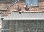 Groenvleugelduif koppel, Dieren en Toebehoren, Vogels | Duiven