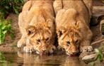 Tickets voor 2 personen voor ZOO Planckendael,, Tickets en Kaartjes, Twee personen, Ticket of Toegangskaart