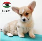 Welsh Corgi (reutje) pup te koop, Dieren en Toebehoren, Honden | Herdershonden en Veedrijvers, 15 weken tot 1 jaar, Buitenland