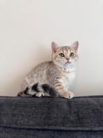 Blue Golden Shaded Britse Korthaar kitten, Poes, 0 tot 2 jaar