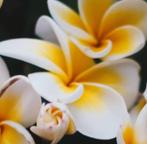 Geurolie – Frangipani Jasmijn 50ml. van Youwish, Verzenden, Nieuw