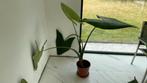 Alocasia, Huis en Inrichting, Kamerplanten, Ophalen