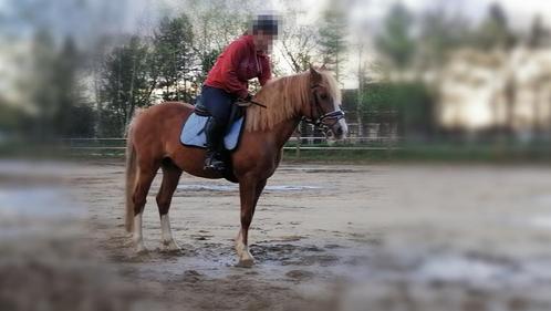 Super lieve betrouwbare D-pony. 14 jaar, 1,48cm, Ruin, Animaux & Accessoires, Poneys