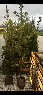 Ilex aquifolium, Tuin en Terras, Ophalen, Hulst, Struik, 100 tot 250 cm
