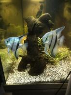 Vissen, Vis, Zoetwatervis