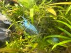 Blue Jelly neocaridina, Dieren en Toebehoren, Kreeft, Krab of Garnaal, Zoetwatervis, Schoolvis