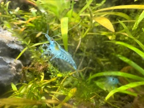 Blue Jelly neocaridina, Dieren en Toebehoren, Vissen | Aquariumvissen, Zoetwatervis, Kreeft, Krab of Garnaal, Schoolvis