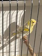 Kanarie man agaat opaal geel mozaiek, Dieren en Toebehoren, Mannelijk, Kleurkanarie