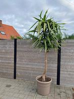 Plant te koop, Tuin en Terras, Ophalen, Bloeit niet, Vaste plant, Overige soorten