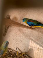 Turquoisine parkieten, Dieren en Toebehoren, Vogels | Parkieten en Papegaaien, Geringd