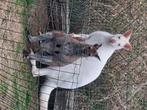Kangoeroe kweekman te ruilen, Dieren en Toebehoren, Maart, Mannelijk