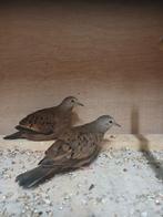 Talpacoti duifjes, Dieren en Toebehoren