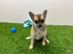 Kruising Chihuahua pups, Dieren en Toebehoren, België, 8 tot 15 weken, CDV (hondenziekte), Meerdere