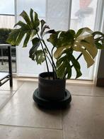 Monstera thai constellation, Huis en Inrichting, Kamerplanten, Ophalen