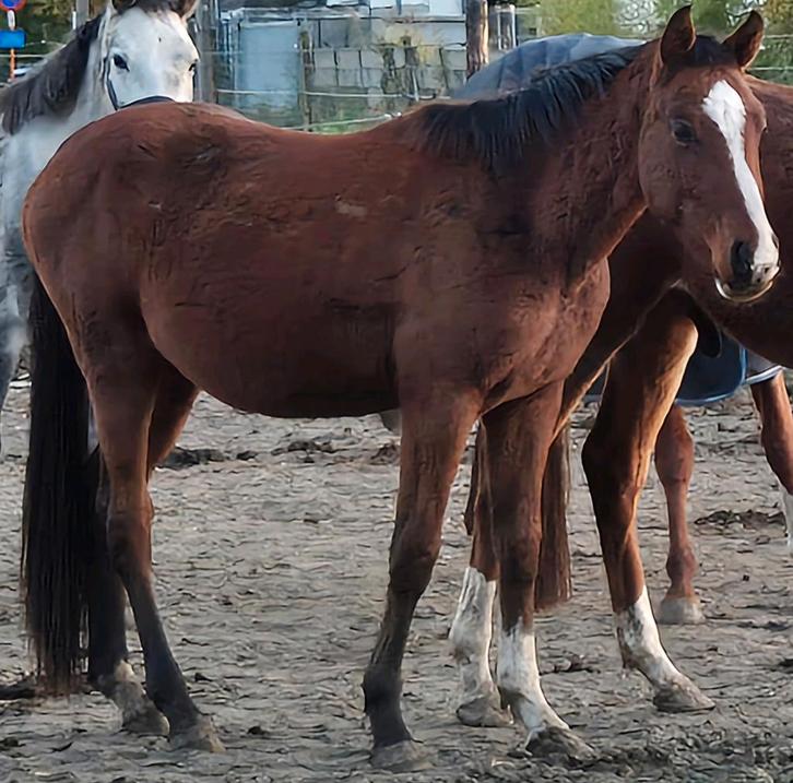 2,5 jarige Ermitage x Namelus hengst, Animaux & Accessoires, Poneys