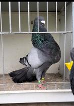 À vendre, Animaux & Accessoires, Oiseaux | Pigeons, Mâle