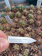 cactus ferocactus horridus "chinned" (f.peninsulae)Checa, Tuin en Terras, Ophalen of Verzenden