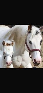 Twee apha merries, Minder dan 160 cm, Gechipt, Niet van toepassing, Westernpaard