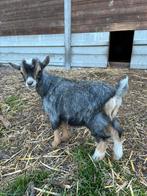 Blauwschimmel bokje, Dieren en Toebehoren, Schapen, Geiten en Varkens, Mannelijk, Geit, 0 tot 2 jaar
