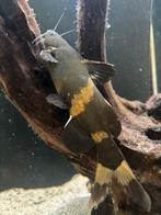 Gratis bumblebee meerval 15cm, Dieren en Toebehoren, Vis, Zoetwatervis